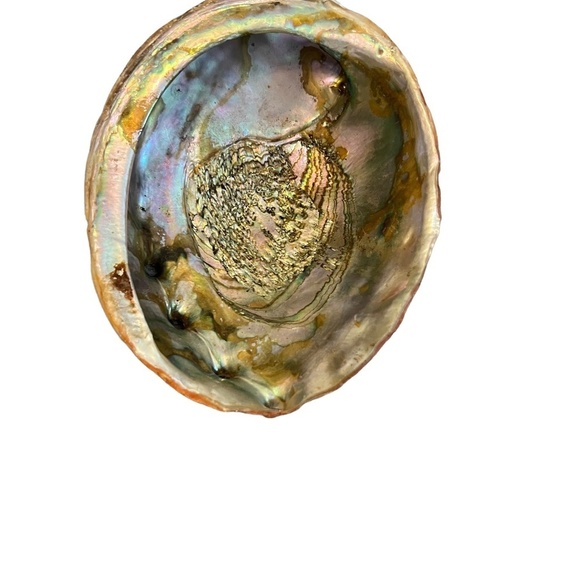 Abalone Shell Large Red Dish shaped Lustre Iridescent Shiny - Picture 2 of 8